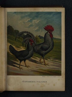 Gesperberte Italiener.