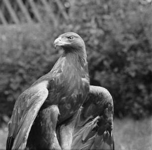 Zootiere. Steinadler im Tierpark Berlin-Friedrichsfelde
