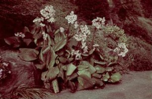 Schloss Eckberg, Park : Alpinum am Elbhang mit Bergenia, Schloss Eckberg, Park