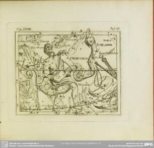 Fig. XXVIII