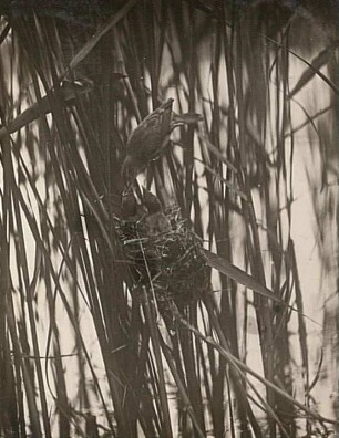 Drosselrohrsänger (Acrocephalus arundinaceus L.) beim Füttern am Nest