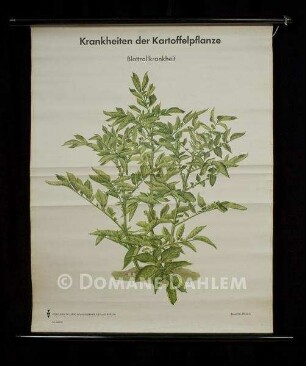 Rollbild "Krankheiten der Kartoffel - Blattrollkrankheit"
