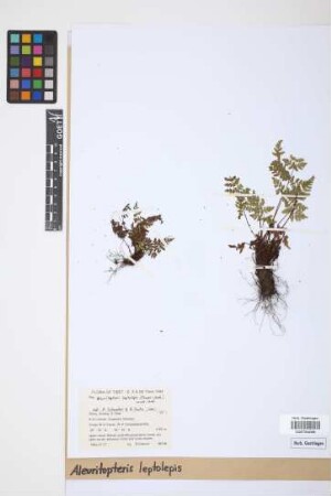 Aleuritopteris leptolepis (Fraser-Jenk.) Fraser-Jenk.
