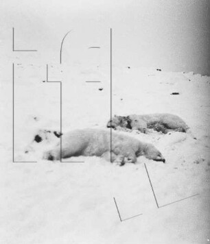 Wordie-Bucht : erlegte Eisbären