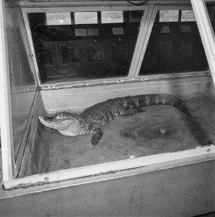 Krokodil, wahrscheinlich im Dresdener Zoo