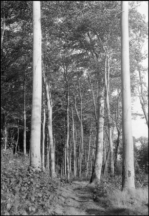 Marienwerder, Klosterwald