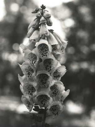 Fingerhut (Digitalis). Blütenstand