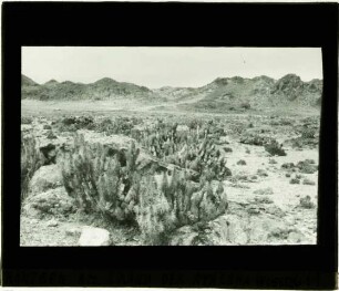 Kakteen am Südrand der Atacama-Wüste