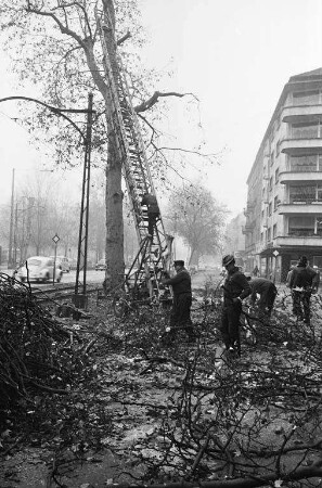 Beschneidung der Platanen in der Kaiserallee.