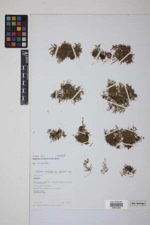 Selaginella microphylla (Kunth) Spring