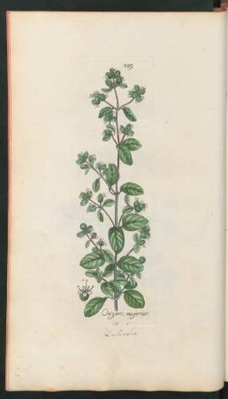 229. Origanum majorana