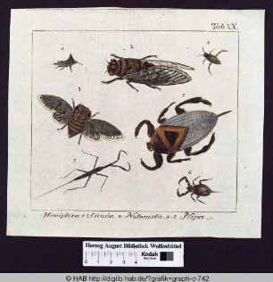 Hemiptera: 1-3. Cicada. 4. Notonecta. 5-7. Nepa.