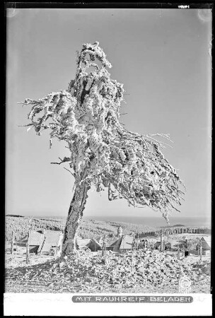 Zinnwald, vereister Baum mit Raureif beladen