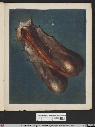 Wachspräparat eines menschlichen Penis.