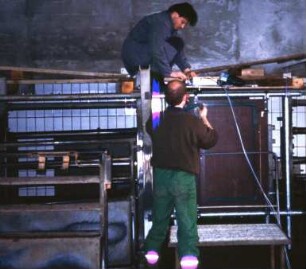 Fotografie: Precision Livestock Farming, Tieridentifikation, Transponder