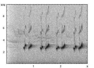Singdrossel | Turdus philomelos - Gesang