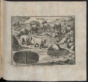 Der Hottentotten Manier Elephanten zu fangen