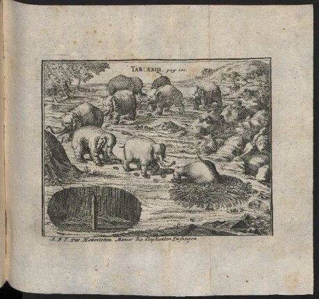 Der Hottentotten Manier Elephanten zu fangen