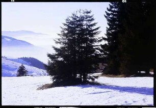 Schauinsland: Fernblick zur Etzenbacher Höhe mit Nebelabstufungen, Vordergrund Tannen