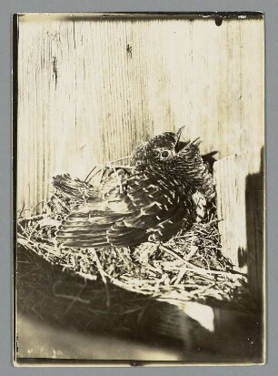 Hungriger Kuckuck im Nest vor Meißen