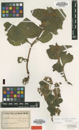 Calceolaria fiebrigiana Kraenzl. [isotype]