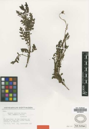 Senecio sectilis Griseb. var. Griseb. radiatus[syntype]