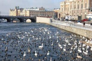 Stockholm - Mälarsee im Zentrum : Schwäne und Enten auf dem Mälarsee im Zentrum, rechts Zentrum-Stadtteil Norrmalm, aufgenommen 2006 in Stockholm