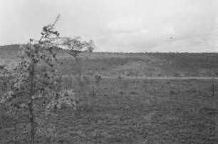 Giraffen in der Masaisteppe : Savannenlandschaft