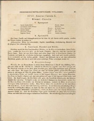 XVII. Laurus Cassia L.