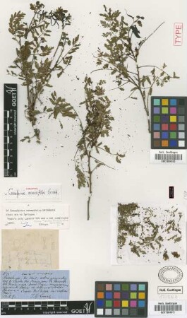 Caesalpinia mimosifolia Griseb. [holotype]