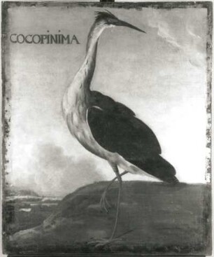 COCOPINIMA Reiher : COCOPINIMA Reiher. Öl auf Leinwand (1655/1663; A. Eckhout). Radebeul, Hoflößnitz, Berg- und Lusthaus, Festsaal (nach der Restaurierung)