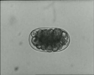 Trichodorus similis (Nematoda) - Embryonalentwicklung