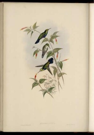 Juliamyia Typica.