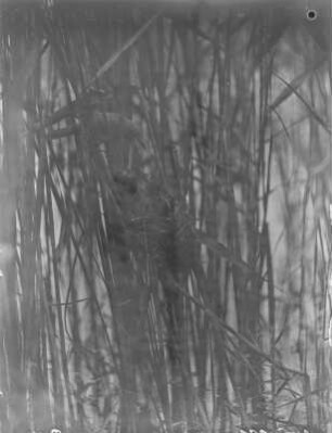 Teichrohrsänger : Frohburg, Sebisch-Teich, Teichrohrsänger (Acrocephalus scirpaceus) fütternd.