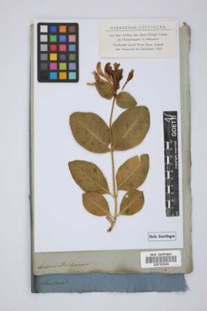 Lonicera Periclymenum