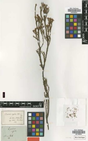 Epacris rigida Sieber ex Spreng. [type]