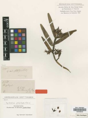 Epidendrum platystigma Rchb.f. [type]