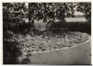 Garten Niemczyk, Potsdam-Nedlitz: Pflanzung, früh