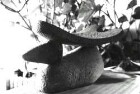 Hirsch, liegend