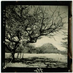 Morro: Kalebassenbaum mit Cerro Coyote