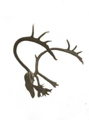 Rentiergeweih (Rangifer tarandus). Zittau: Heimatmuseum 4042