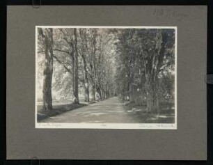 393, Tübingen. Platanenallee. (Nr. 3967).