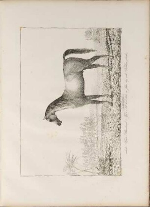 Illustration: Bagdadli. arabischer Hengst, Blauschimmel, ...