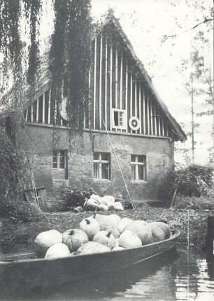 Kürbisernte in Lehde : Land- und Viehwirtschaft - Ernte und Einbringen der Ernte. Ort: Lědy / Lehde. Kürbisernte
