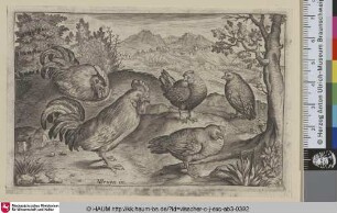 [Zwei Hähne und drei Hühner; Five Chickens und Roosters]