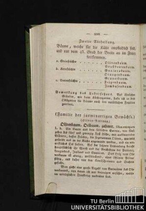 Olivenbaum, Oelbaum, zahmer.