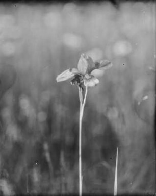 Sibirische Schwertlilie : Sibirische Schwertlilie (iris sibirica Linnaeus)