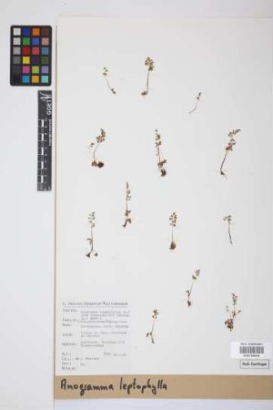 Anogramma leptophylla (L.) Link, 1841