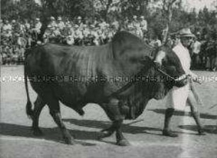 Preisgekröntes Afrikaner-Rind bei der Rhodesian Agricultural Show in Salisbury (England)