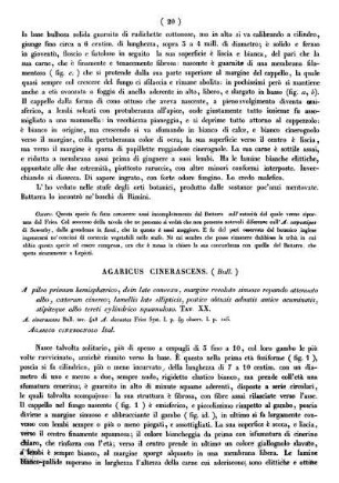 Agaricus Cinerascens. (Bull.)